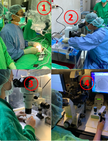Microdissection-TESE & In Vitro Fertilization (IVF)